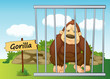 gorilla in cage