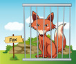 fox in cage