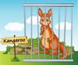 kangaroo in cage