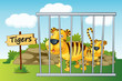 tiger in cage