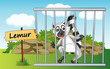 lemur in cage
