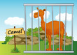 Camel in cage