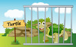 tortoise in cage