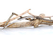 Bois flottés
