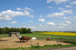 France, horses in a field in Boisemont