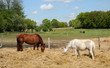 France, horses in a field in Boisemont