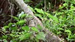 Mexican Ant on the work