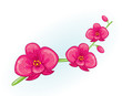 Pink orchids flowers branch