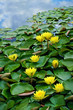 Yellow waterlilies in pond