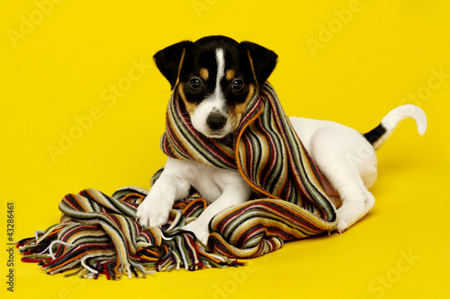 Photo: Jack Russell Terrier Jack Russell Terrier