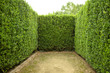 geometric pattern of green hedge flowerbed