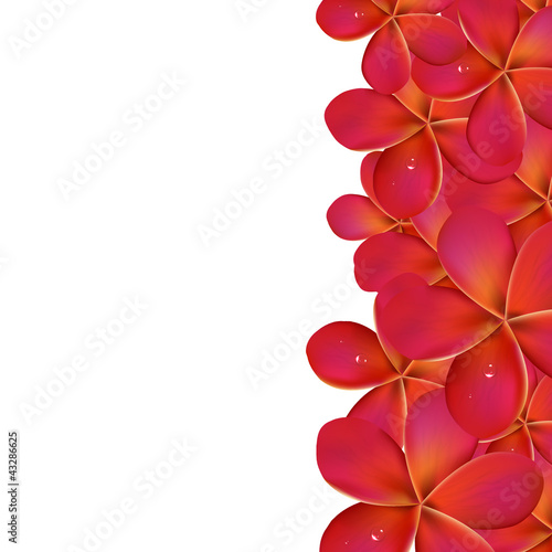 Vektor: Pink Frangipani With Border Pink Frangipani With Border