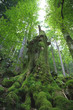 alte Buche