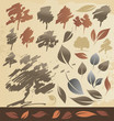 Tree and leaf