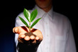 Foto: Young foliage Young foliage