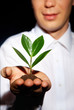 Grow a tree