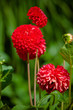 Foto: red dahlia flowers red dahlia flowers