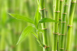 bamboo