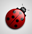 Ladybug icon