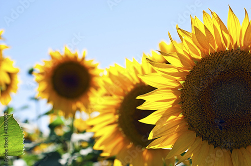 Photo: Provence - Champ de Tournesols Provence - Champ de Tournesols