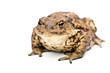 Froschkönig
