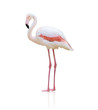 Portrait Of A Flamingo