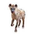 Portrait Of A Hyena