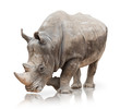 Portrait of a rhinoceros