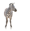 Portrait of a zebra