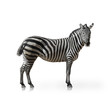 Portrait Of A Zebra