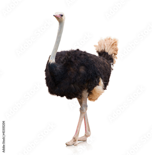 Photo: Portrait Of A Ostrich Portrait Of A Ostrich