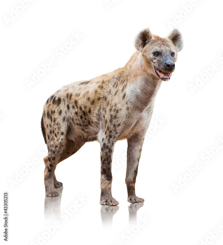 Photo: Portrait Of A Hyena Portrait Of A Hyena
