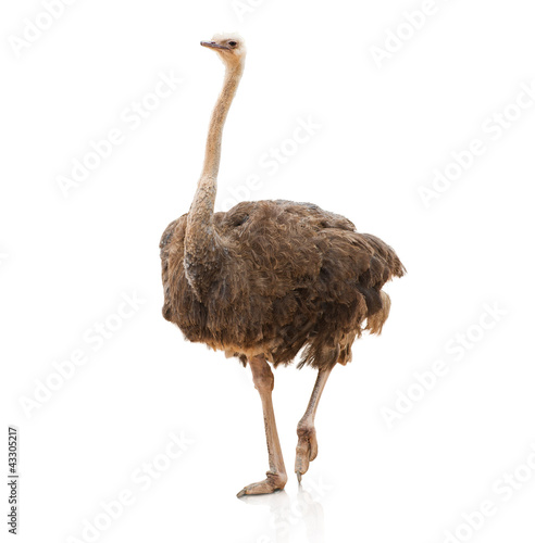Foto: Portrait Of A Ostrich Portrait Of A Ostrich