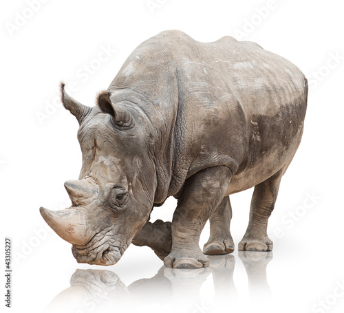 Foto: Portrait of a rhinoceros Portrait of a rhinoceros