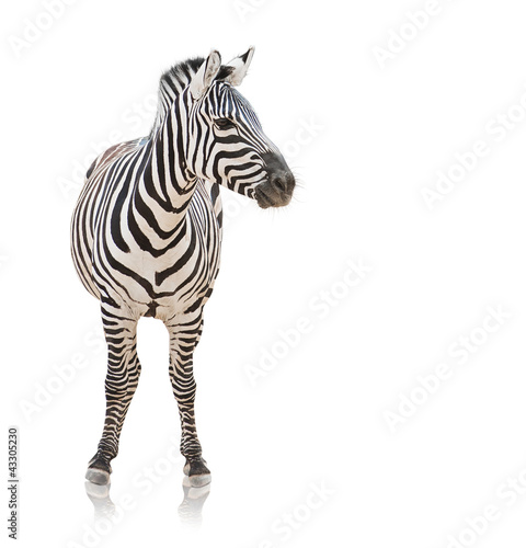 Photo: Portrait of a zebra Portrait of a zebra