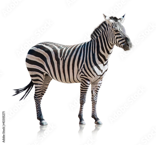 Foto: Portrait Of A Zebra Portrait Of A Zebra