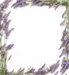Cadre de lavande en bordure