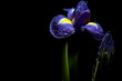 luminous iris