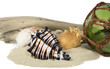 sea still life with shell and driftwood