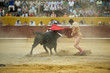 Torero toreando en una corrida típica española.