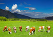 Grazing cows