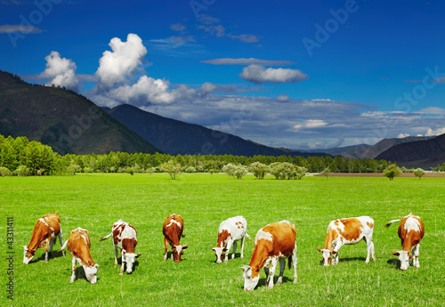 Photo: Grazing cows Grazing cows