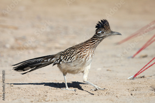 Photo: Greater Roadrunner Greater Roadrunner
