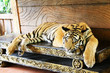 Photo: Sleeping Tiger Sleeping Tiger