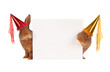two rabbit