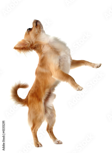 Photo: chihuahua upright chihuahua upright