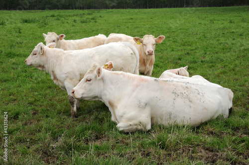Photo: France, cows in a meadow in Les Yvelines France, cows in a meadow in Les Yvelines