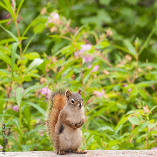 Foto: Curious cute American Red Squirrel posing watchful Curious cute American Red Squirrel posing watchful