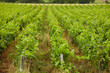 Vineyard in the France