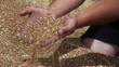 Wheat in the hand, slow motion